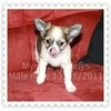 BB Chihuahua ELVIRE906 photo