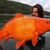Biggest goldfish EVA! artlover7254at photo