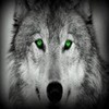 wolf green cgova4 photo