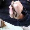my snake, Levigne NagisaTomoya photo