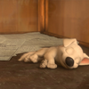 Puppy Bolt sleeping  ShadowBolt2012 photo