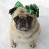 Cute Pug St. Patrick