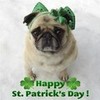 Pug St. Patrick