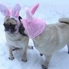 Pug Easter Bunny Kiss DaPuglet photo
