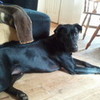 My Dog Max <3 Jayla_Sage14 photo