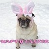 Cute Pug Dog Easter Bunny DaPuglet photo