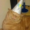 A happy birthday is a happy cat zikkiforever photo