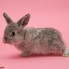Baby Bunny cktrip3068 photo
