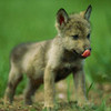 Baby wolves Kassidylove photo
