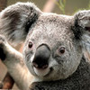 ugly koala pandagirl20911 photo