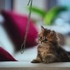Kitten <3 AlOoOosh photo