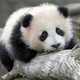 Panda97's photo