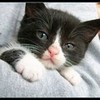 little cat claulago photo