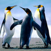 1st penguin "sup" 2nd penguin "herro" 3rd penguin *fart* *looks around* "second penguin did it" pandagirl20911 photo