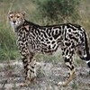 cheetah cheetah600 photo
