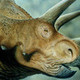 Triceratops_Guy's photo