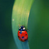 ♥ ladybugs  AlOoOosh photo