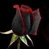 black/red rose sunshinedany photo