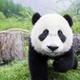 panda_lova