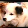 Stan from Dog With a Blog as a puppy! So cute!! budderlover123 photo