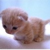 Cute kitty zikkiforever photo