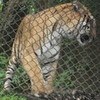save tigers srideviisgood photo