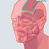 Frontalis @ bodterms.weebly.com mroy3 photo