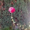 A beautiful rose RubyTuesday632 photo