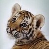 Baby tiger. JennaStone22 photo
