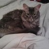 My Fluffy KittehKat, Hera Lennys_Girl photo