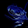 Roses angel0028 photo