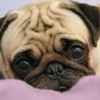 pugs are so adorable shayLu16 photo