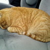 my cat garfield vici-mercedes photo