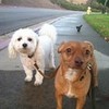 My dogs thetankmoment photo