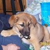My Dog as a Puppy Bigsister photo