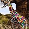  purple_giraffe photo