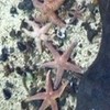 Starfish! RoisinKelly01 photo