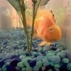 My super silly red parrot cichlid Goober Ladynite photo