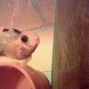 My silly Parrot cichlid fish Guilber Ladynite photo