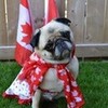 Canada Day Pug DaPuglet photo