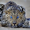 Cool Cheetah 2 CheetahGirl5147 photo