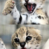 Funny Cheetah 2 CheetahGirl5147 photo