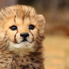 Baby Cheetah 2 CheetahGirl5147 photo