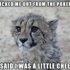 Funny Cheetah 7 CheetahGirl5147 photo