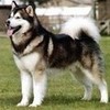 This is one of my friends husky-malamute cross named Storm. AlphaAussieWolf photo
