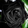 Gothic rose Stya photo