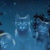 Starclan cats- I forgot/ don