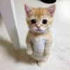 cute kitty!!! stampylover2025 photo