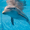 Winter,who lost her tail,which inspired,Dolphin Tale greyswan618 photo