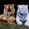 Elemental Tigers ElamentalKnight photo
